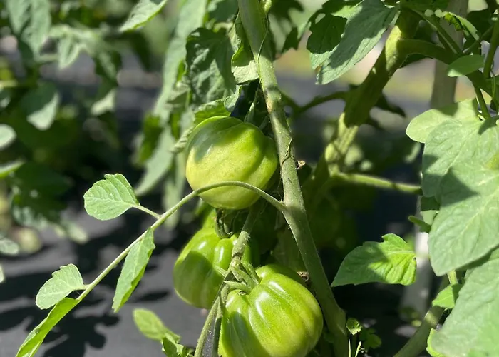 Vendégház Dimora Storica Pasquale 4*