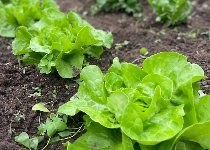 게스트하우스 Dimora Storica Pasquale 4*