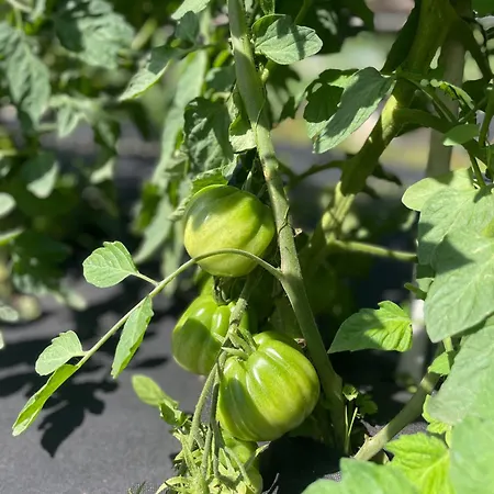 Affittacamere Dimora Storica Pasquale 4*